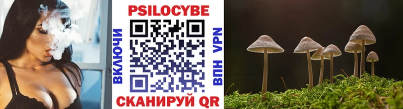 где купить наркотик  Александровское  Псилоцибиновые грибы Psilocybine cubensis 